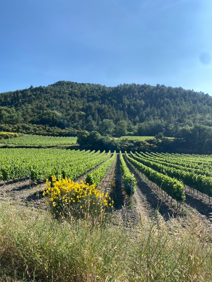 vignes du Mas Sylvia 2